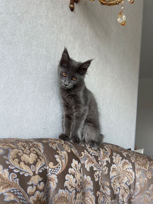 Котёнок девочка Мейн Кун 3 месяца