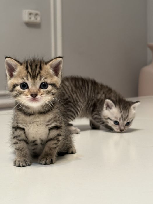 Британскии  котенок