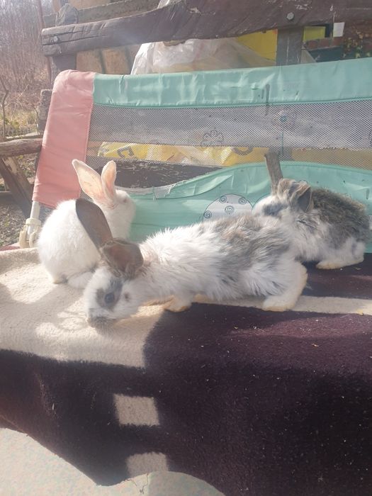 Vand iepuri femela si mascul