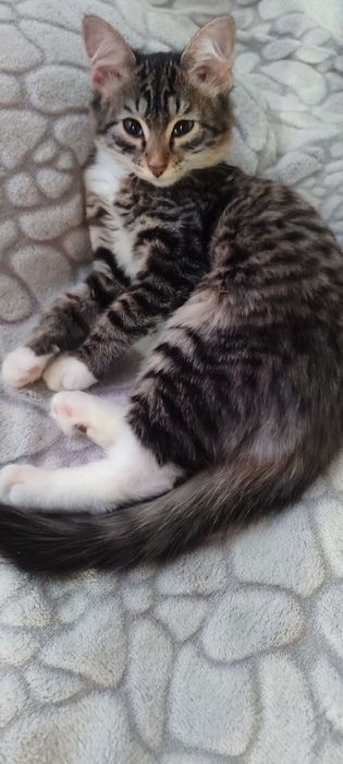 Отдам даром кошечку