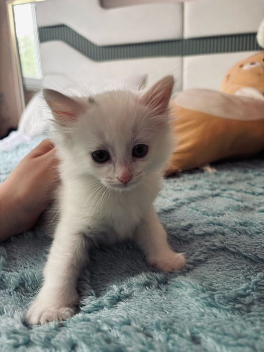 Очаровательные котята ищут дом!