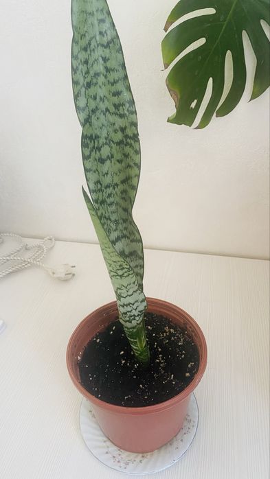 Комнатные цветы и растения