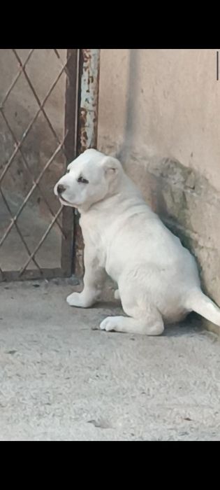 Алабай девочка .