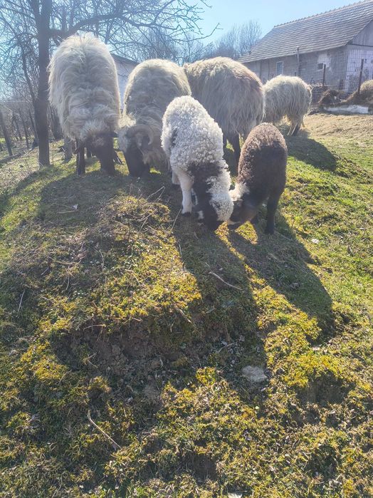 Oi de vânzare la prima fătare