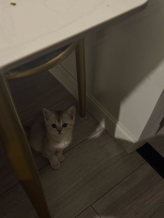 Котенок британец 3 мес