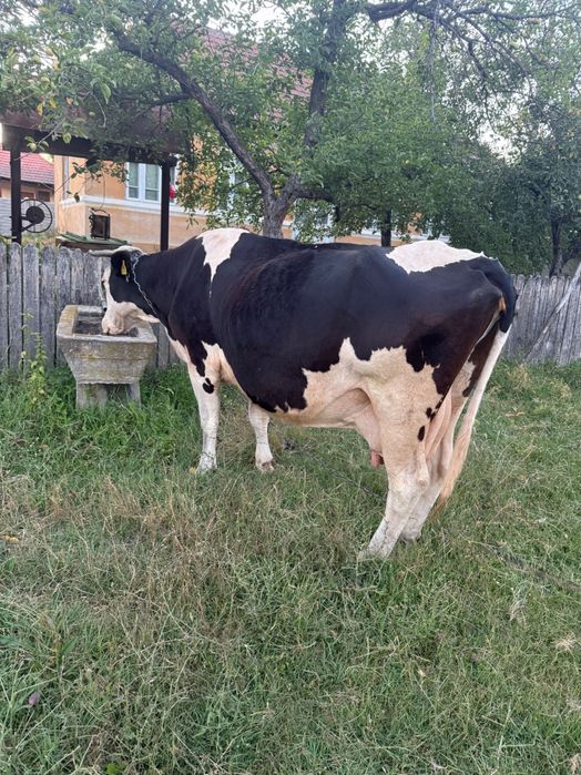 Vaca cu vițel de 6 luni