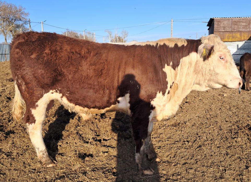 Казахско-белоголовый бык