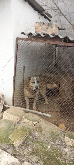 Алабай Арчи чистокровный