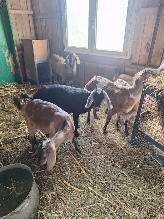 Capre anglonubian ediția anglonubian