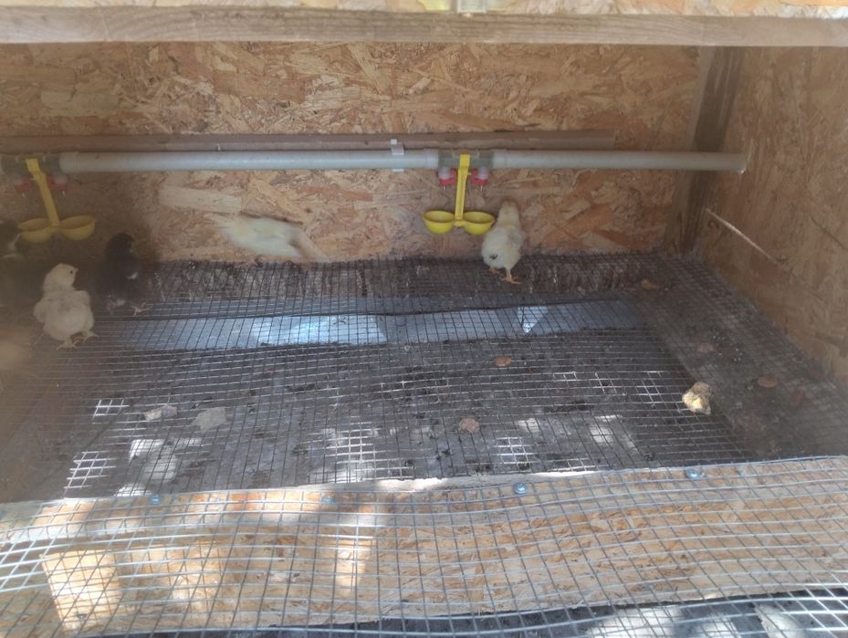 Брудер сатылады бағасы