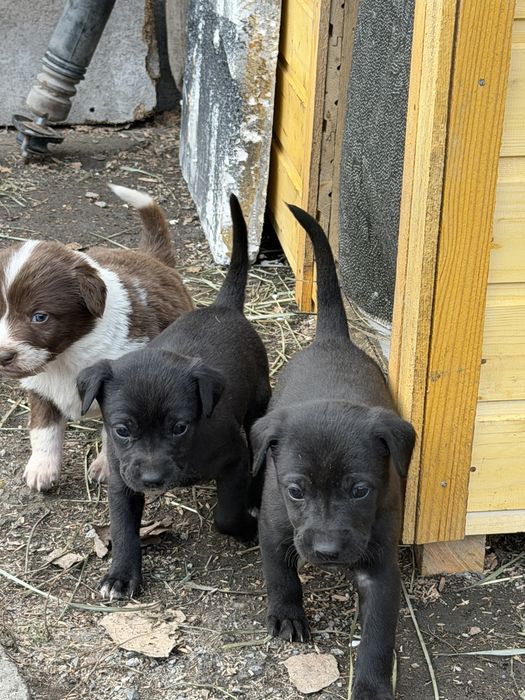 Отдам даром в хорошие руки