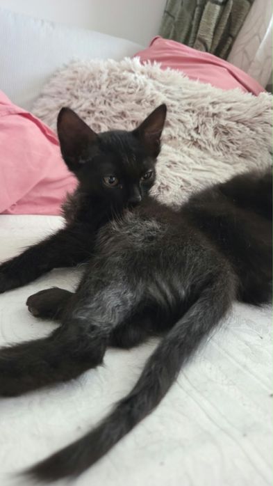 adopție responsabilă