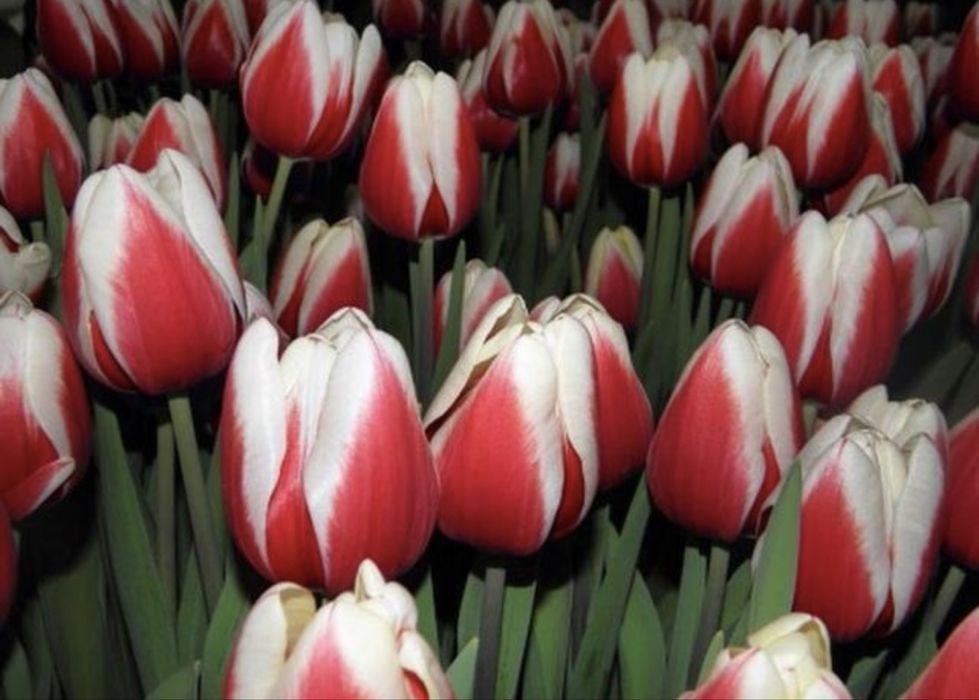 Оптом Голландские тюльпаны с теплицы