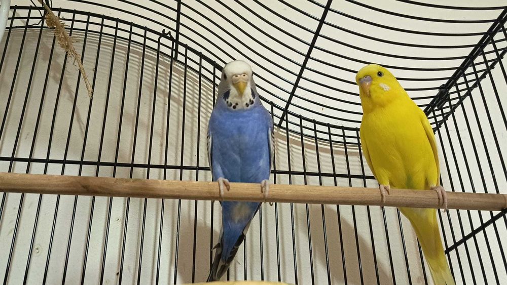 Vand pereche de papagali(Perusi) .