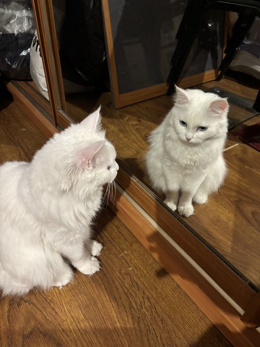 Турецкая ангора в добрые руки