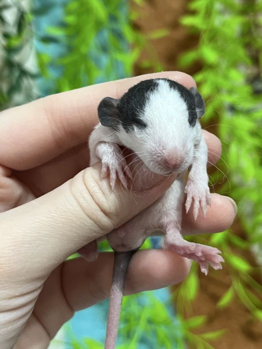 Крысята (крысы,крыса,крыски)