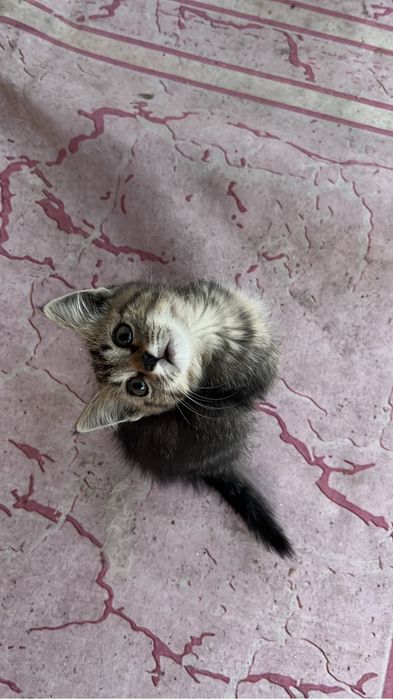Отдам девочек котят