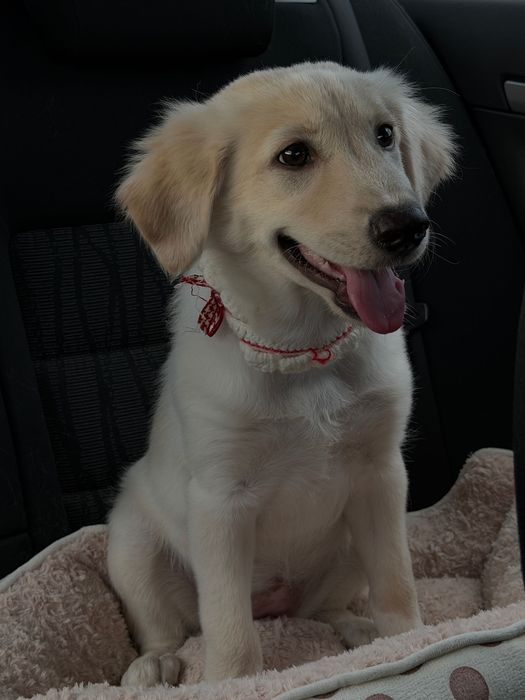 Adopție pui golden retriever
