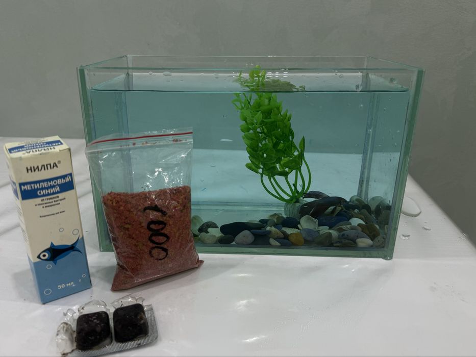 Аквариум с рыбкой и сомиком