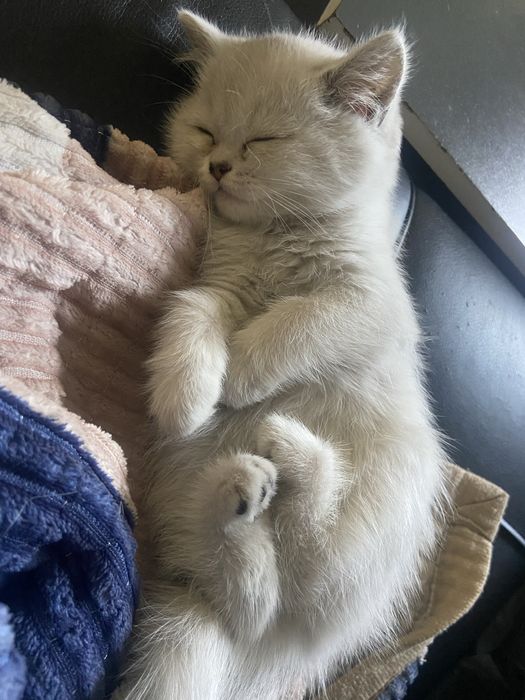 Британские шиншиллы в продаже