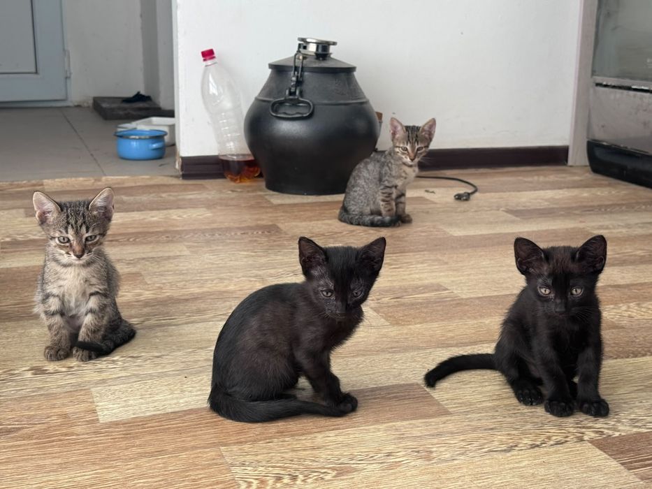 Отдам котят в добрые руки
