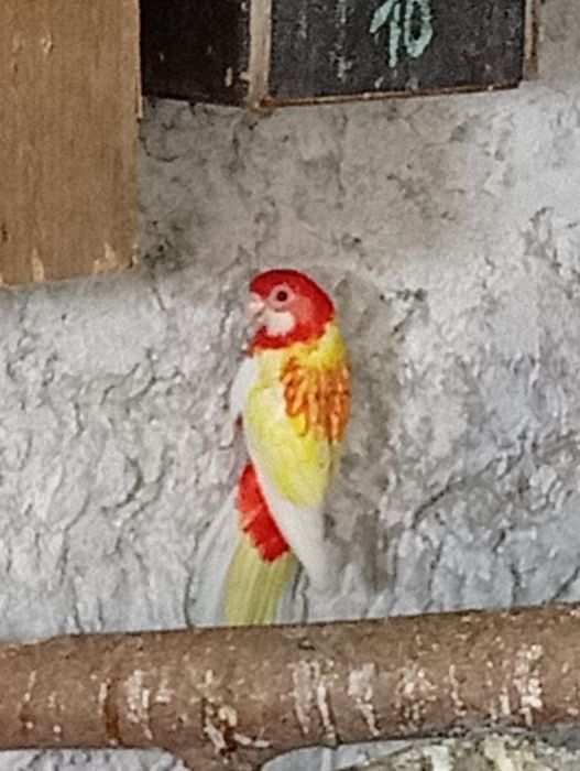 Vând papagali rosella