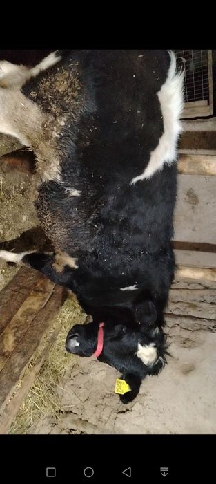 Гунажин сотилади