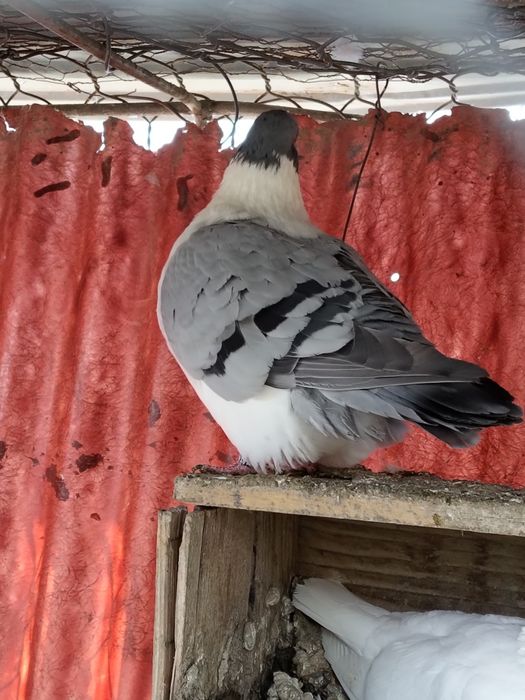 Porumbei ,uriași maghiar ,strasseri