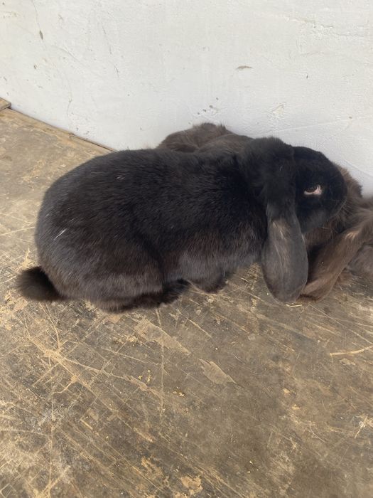 кролики разной породы, не микс
