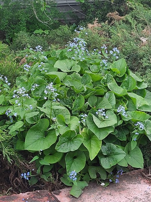Кустарники декоративные,многолетки