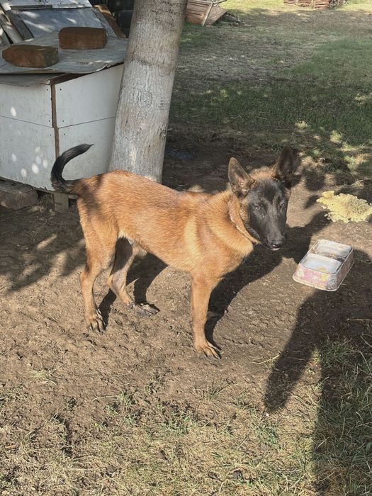 Малиноа Белгийска овчарка