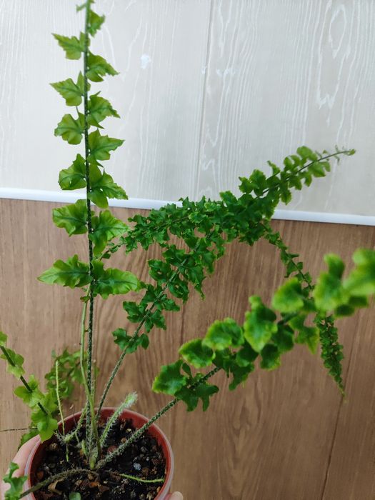 Нефролепис Дассада