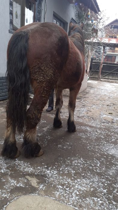 Manz de 1 an și 8 luni