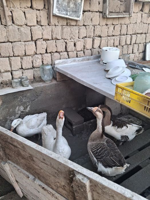 Продаются гуси утки