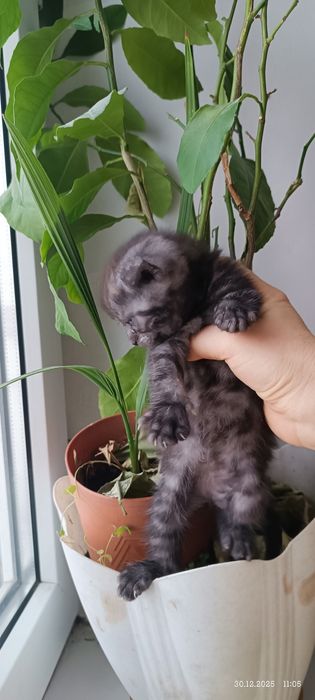 Девочка британка