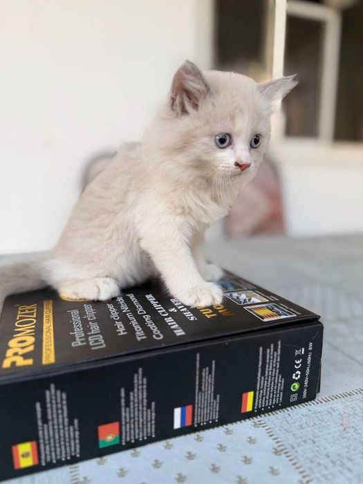 Продаётся котики 40 дней
