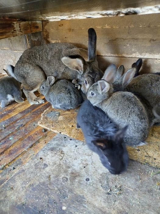 Pui iepure uriaș german