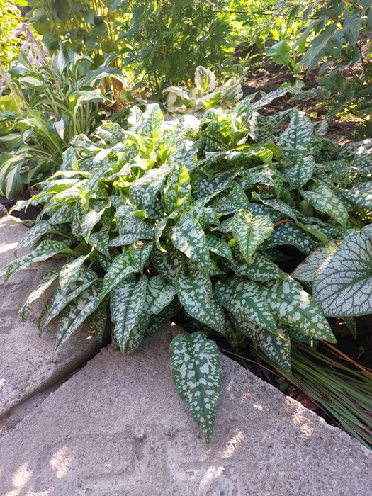 Продам саженцы цветов