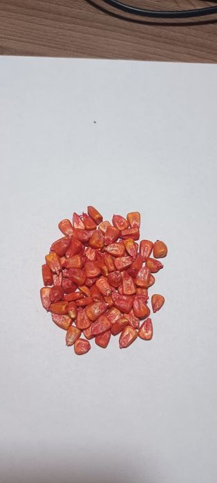 Жүгері тұқымы, Семена кукурузы