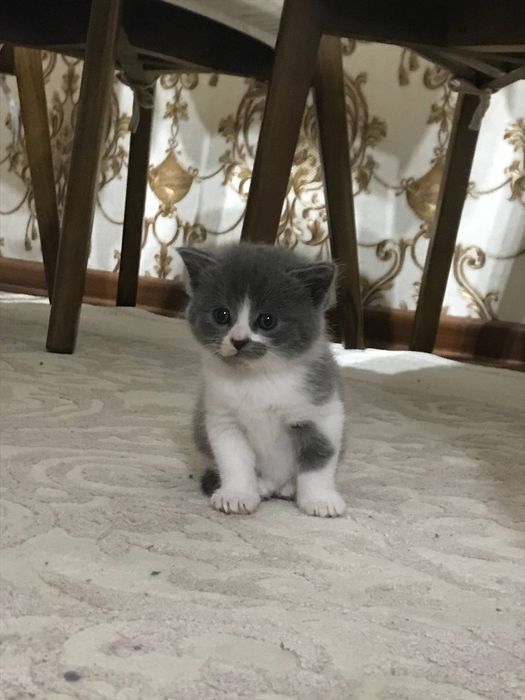 Продаётся котёнок вислоухий