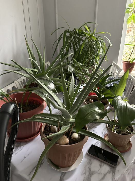 Продам комнатные цветы