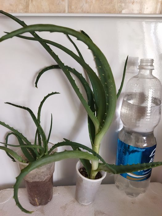 Аалоэ столетник лечебное