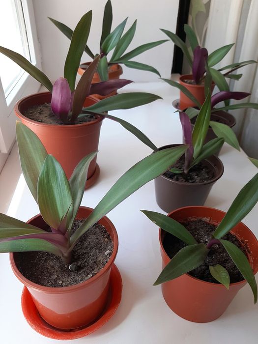 Красивые комнатные цветы. Обмен