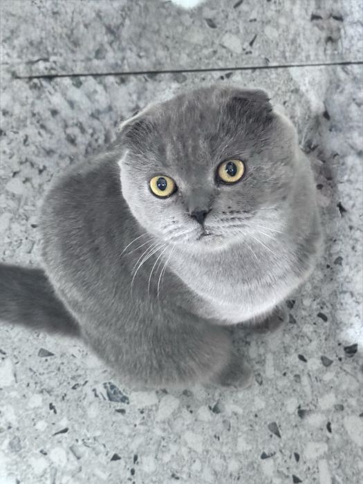 Продам породистого британского кота
