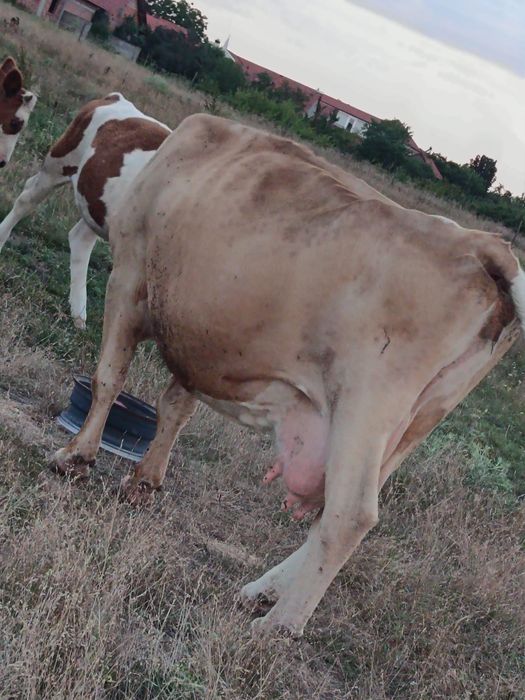 Vând o vacă și trei vițele și un taur