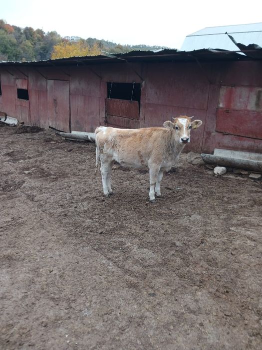 Продам телят и тёлку