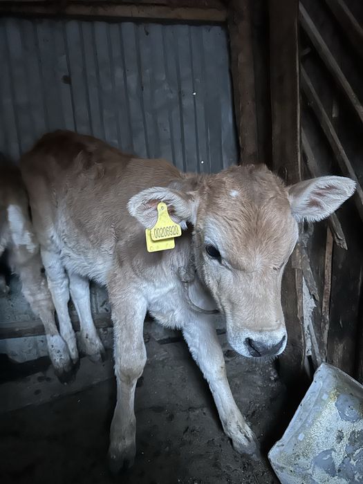 Бұзаулы сиыр сатамын