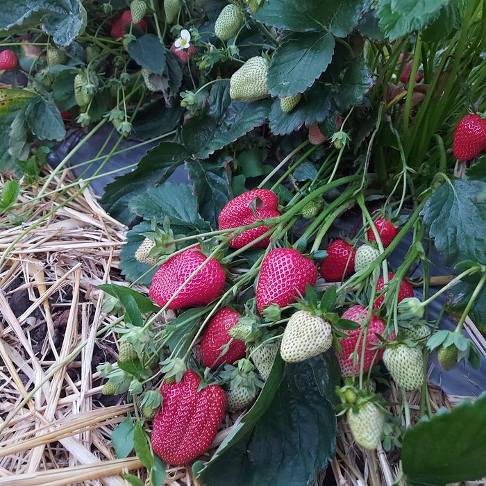 Ofer spre vânzare stoloni capsuni Albion ,Alba ,Asia și altele