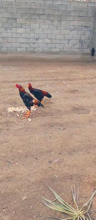 Дакан жожолар сотилади  тоза кон