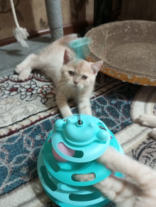 Британцы:Скоттиш Страйт